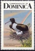 Magnificent Frigatebird (Fregata magnificens)