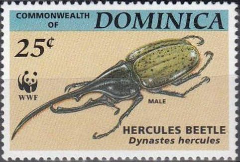 Hercules Beetle (Dynastes hercules)