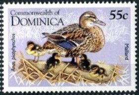 Mallard (Anas platyrhynchos)