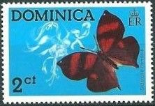 Flambeau (Dryas julia)