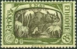 Black Rhinoceros (Diceros bicornis)