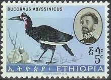 Abyssinian Ground Hornbill (Bucorvus abyssinicus)