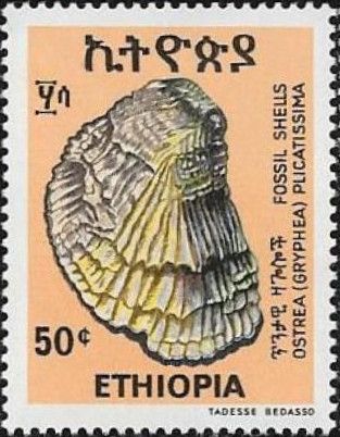 (Ostrea plicatissima)