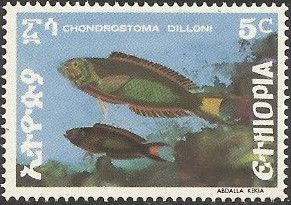 "Chondrostoma dilloni" (see Description)