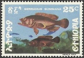 "Serranus summana" (see Description)