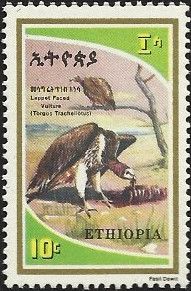 Lappet-faced Vulture (Torgos tracheliotos)