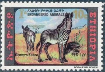 Grevy's Zebra (Equus grevyi)