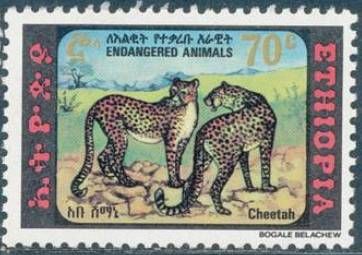Cheetah (Acinonyx jubatus)