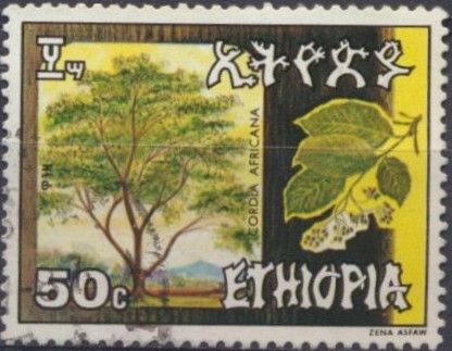 Cordia africana