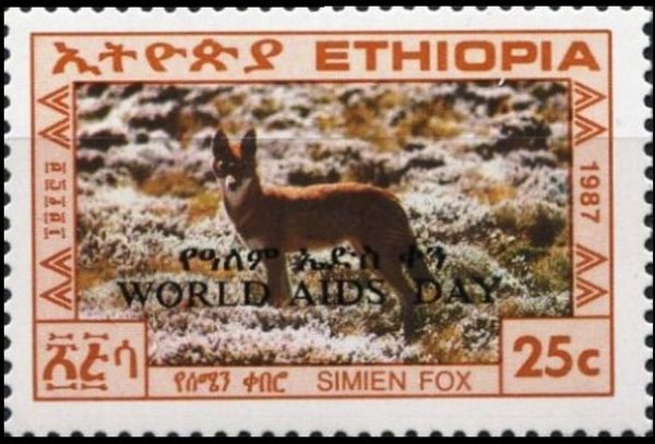 Ethiopian Wolf (Canis simensis)