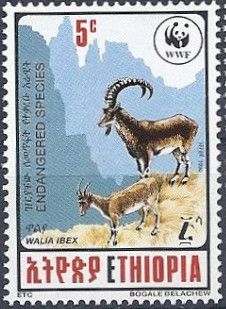 Walia Ibex (Capra walie)