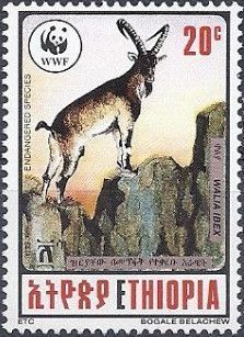 Walia Ibex (Capra walie)