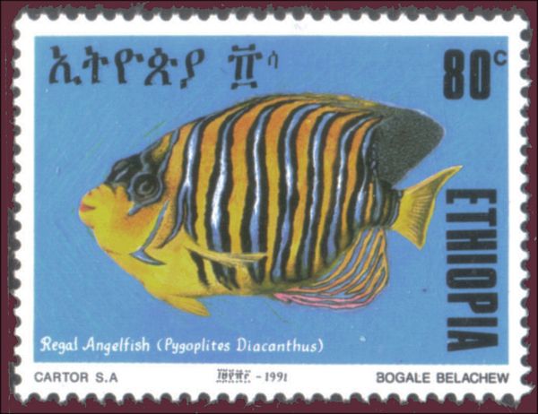 Regal Angelfish (Pygoplites diacanthus)