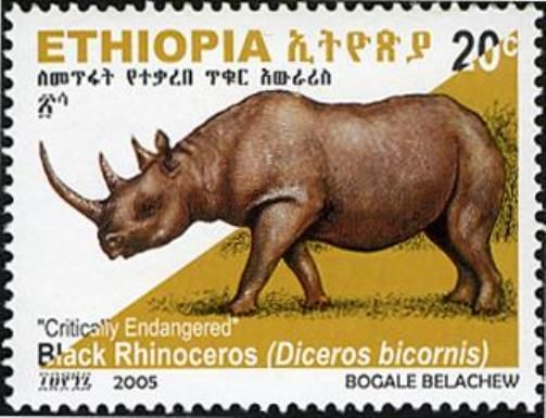 Black Rhinoceros (Diceros bicornis)