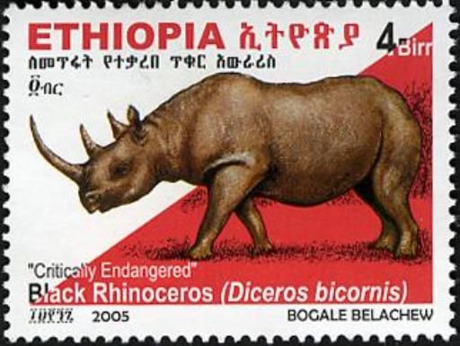 Black Rhinoceros (Diceros bicornis)