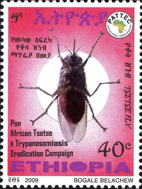 Tsetse (Glossina sp.)
