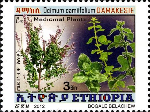 Ocimum oamifolium