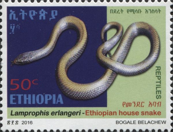 Ethiopian House Snake (Lamprophis erlangeri)