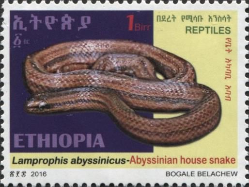 Abyssinian House Snake (Lamprophis abyssinicus)