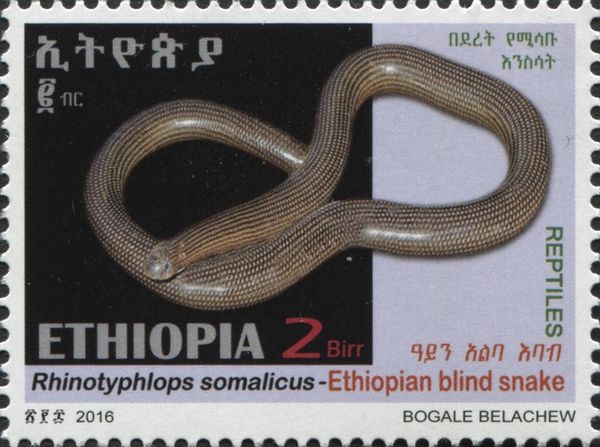 Ethiopian Blind Snake (Rhinotyphlops somalicus)