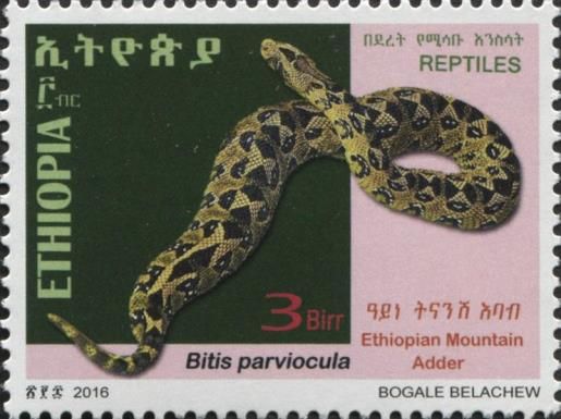 Ethiopian Mountain Adder (Bitis parviocula)