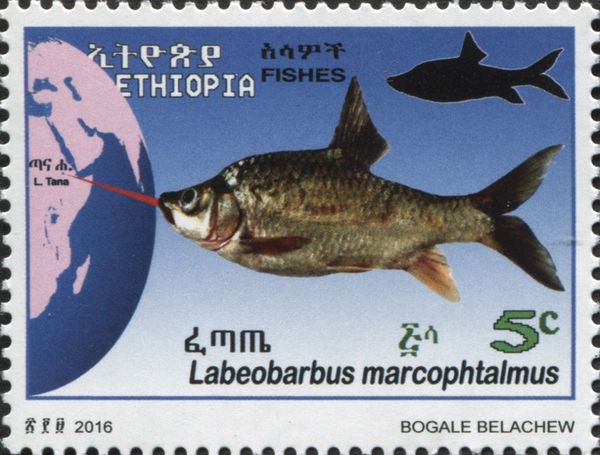 Labeobarbus macrophtalmus