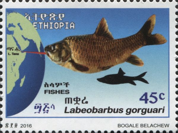 Labeobarbus gorguari