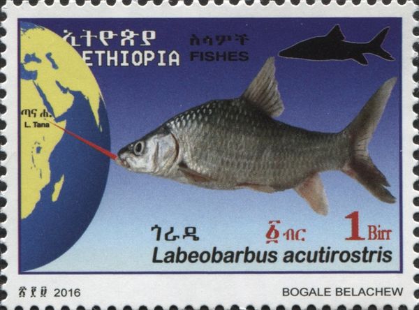 Labeobarbus acutirostris