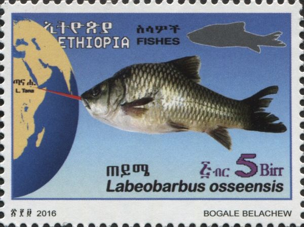 Labeobarbus osseensis