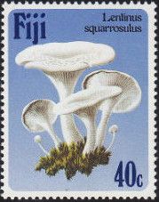 Lentinus squarrosulus