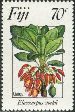 Qaiqai (Elaeocarpus storkii)