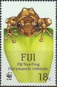 Fiji Tree Frog (Platymantis vitiensis)