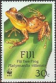 Fiji Tree Frog (Platymantis vitiensis)