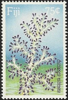 Stony Coral (Acropora echinata)
