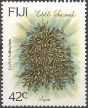 Sagali (Codium bulbopilum)