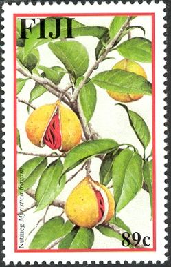 Nutmeg (Myristica fragrans)