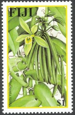 Vanilla fragrans
