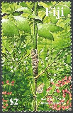 Balaka Palm (Balaka seemaunii)