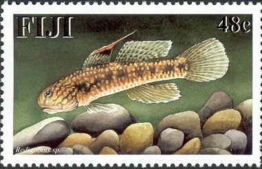 Dualspot Goby (Redigobius sp.)