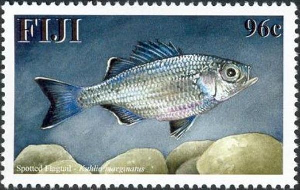 Spotted Flagtail (Kuhlia marginatus)
