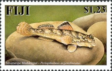 Silverstripe Mudskipper (Periophthalmus argentilineatus)