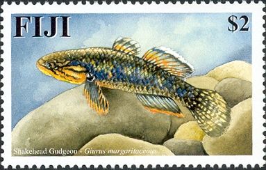 Snakehead Gudgeon (Giurus margaritaceus)