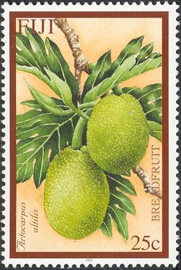 Breadfruit (Artocarpus altilis)
