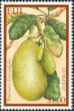 Jakfruit (Artocarpus heterophyllus)