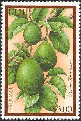 Avocado (Persea americana)