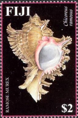 Ramose Murex (Chicoreus ramosus)