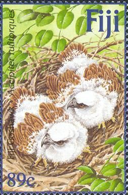 Fiji Goshawk (Accipiter rufitorques)