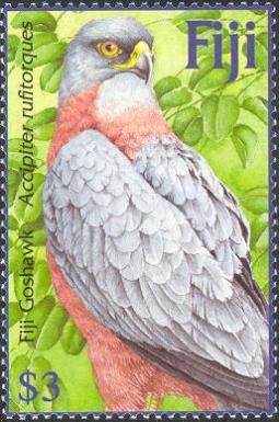 Fiji Goshawk (Accipiter rufitorques)