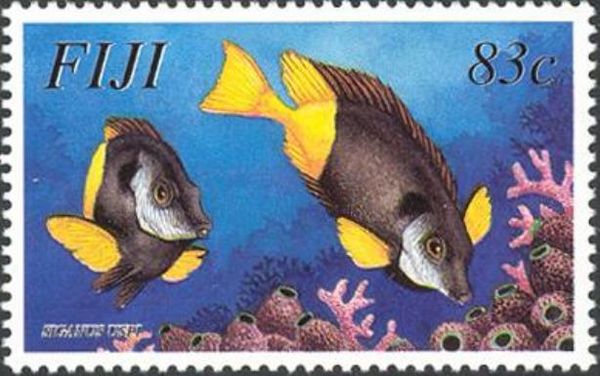 Two Rabbitfish (Siganus uspi)