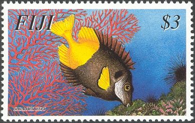 Rabbitfish feeding on Algae